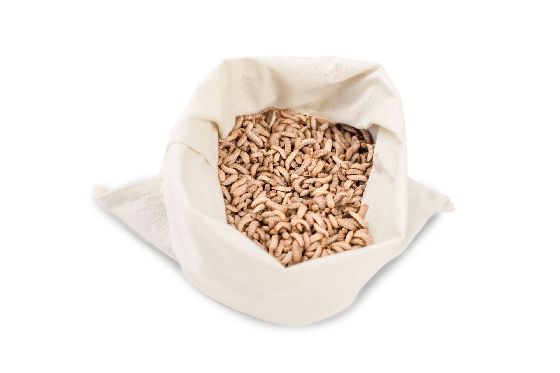 Live BSF Larvae 500g - Monthly Delivery