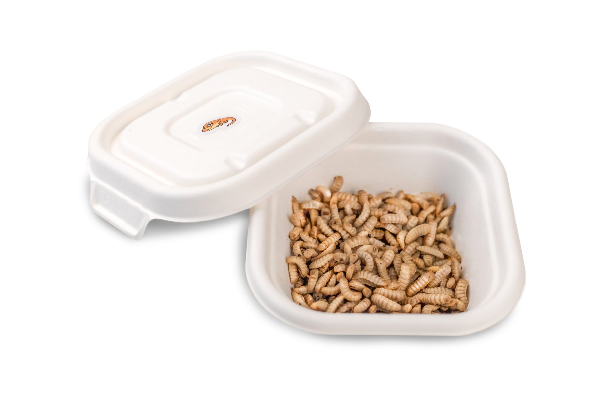 Live BSF Larvae 50g