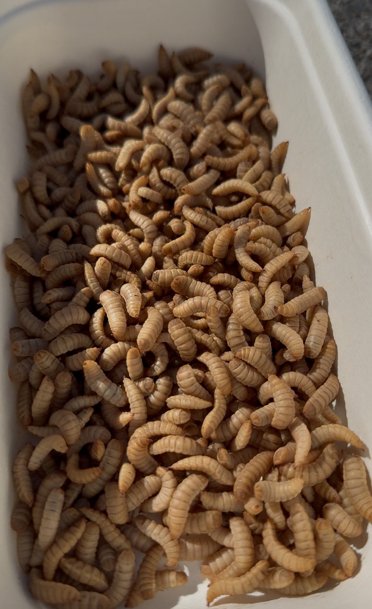 Live BSF Larvae 250g - Fortnightly Delivery
