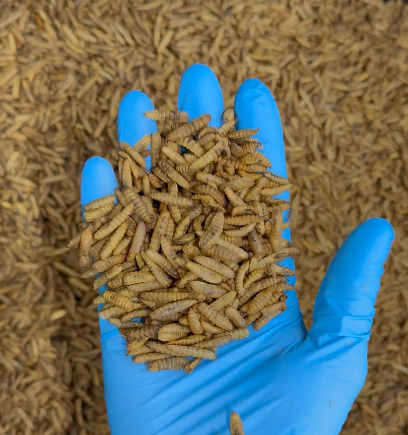 Golden Grubs - Dried BSF Larvae 3kg