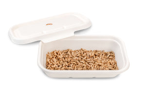 Live BSF Larvae 100g