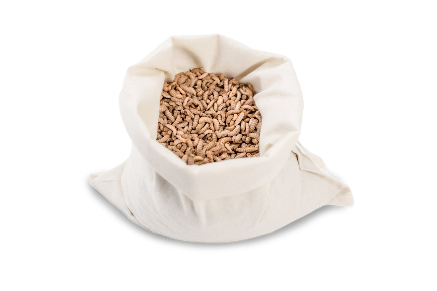 Live BSF Larvae 1kg - Free Shipping