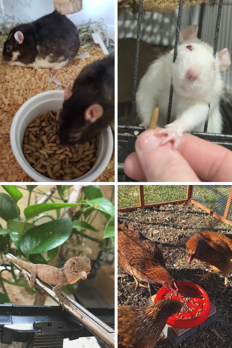 How to Feed Bsf Larvae to Wild Birds: Ultimate Guide for Success