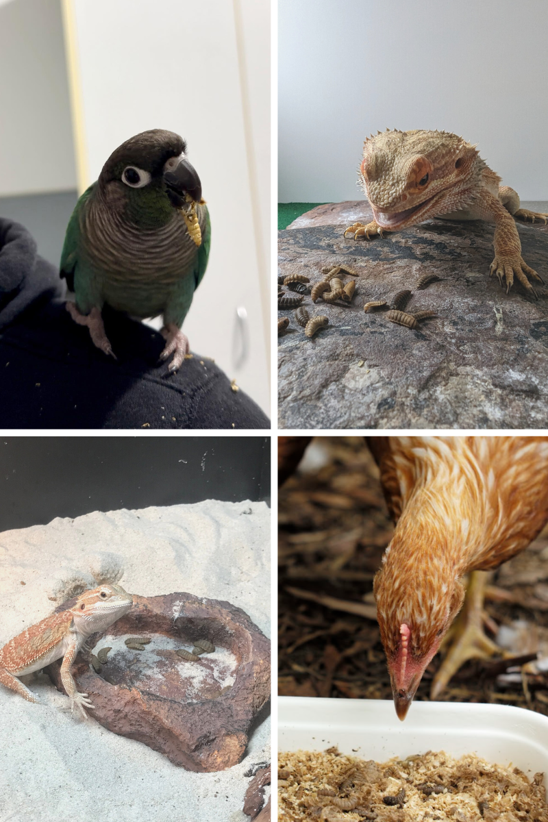 How to Feed Bsf Larvae to Wild Birds: Ultimate Guide for Success
