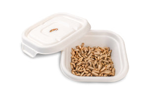 Live BSF Larvae 50g
