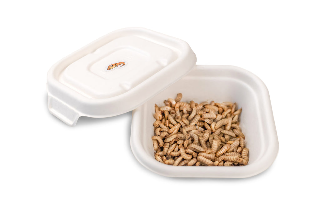 Live BSF Larvae 50g - Fortnightly Delivery