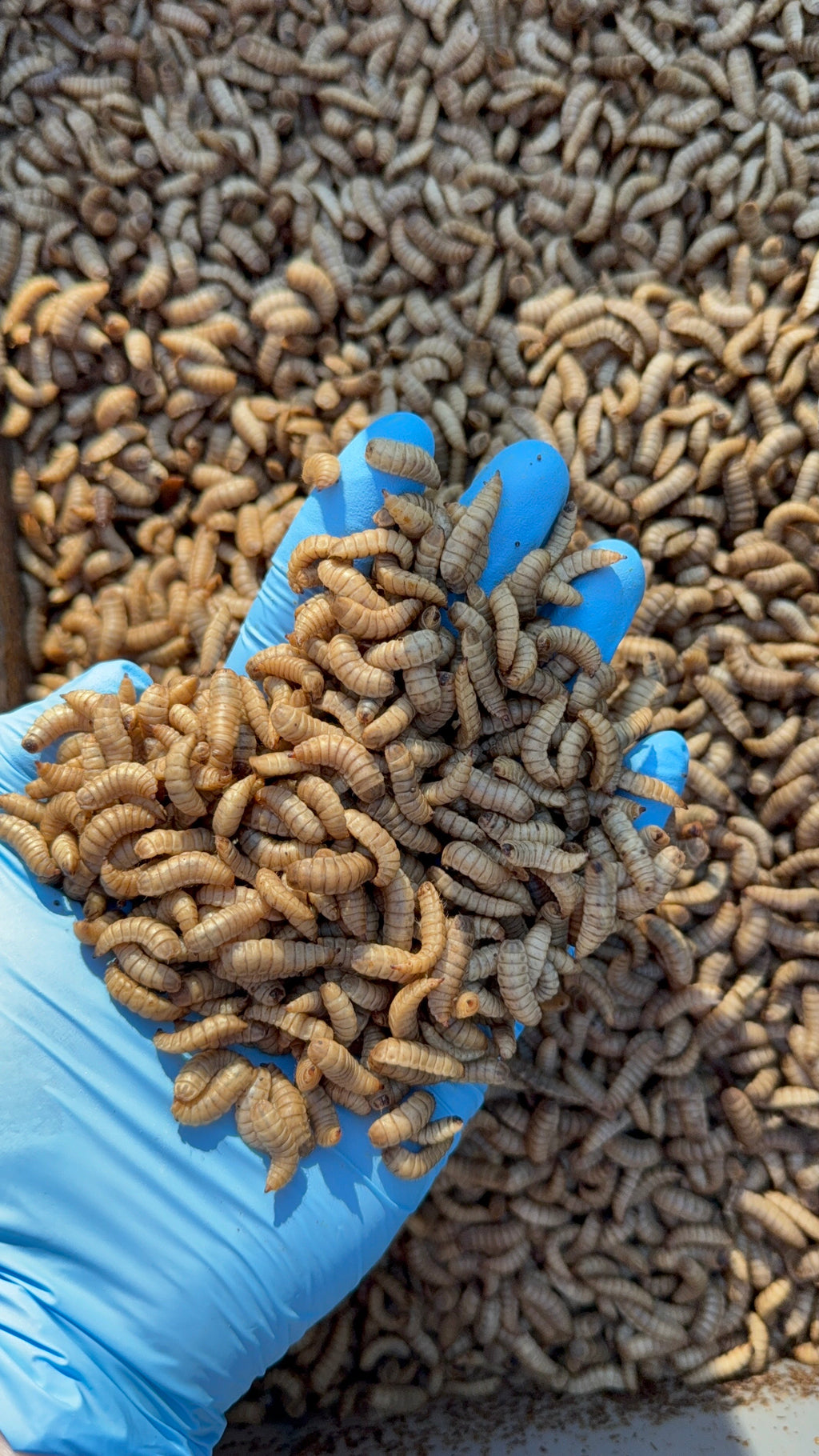 BSFL + Mealworm Bundle: 200g (100g BSFL Live + 100g Mealworm Live)
