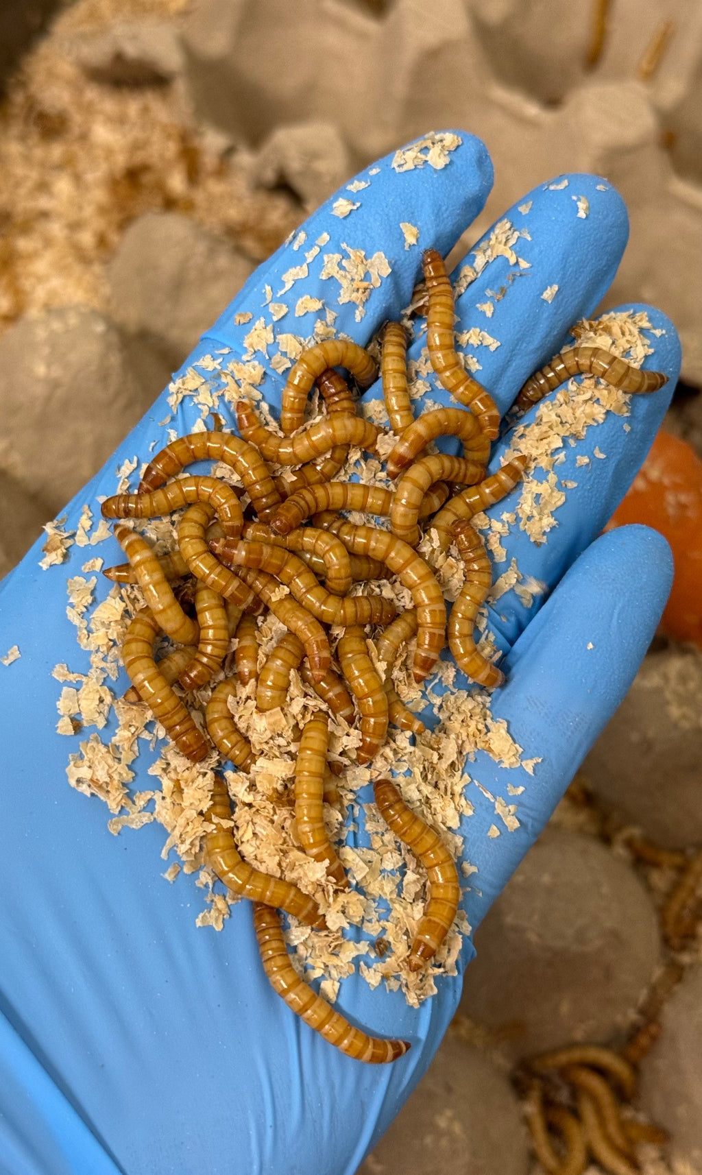 BSFL + Mealworm Bundle: 200g (100g BSFL Live + 100g Mealworm Live)