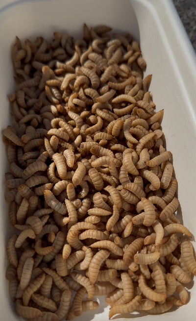 Live BSF Larvae 100g