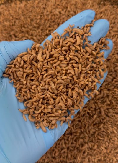 Live Teeny Tiny BSF Larvae 50g