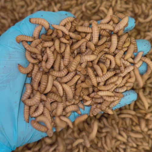 BSFL + Mealworm Bundle: 200g (100g BSFL Live + 100g Mealworm Live)