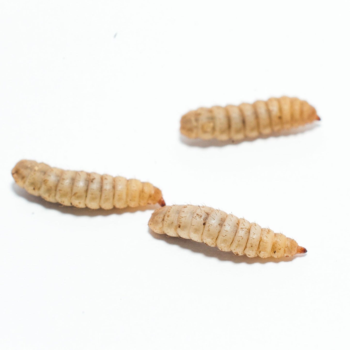 Live BSF Larvae 250g - Fortnightly FREE DELIVERY