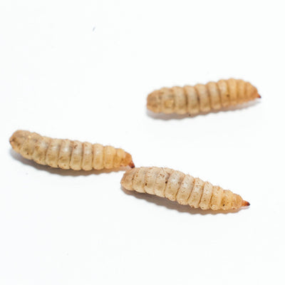 Live BSF Larvae 100g - Weekly Delivery