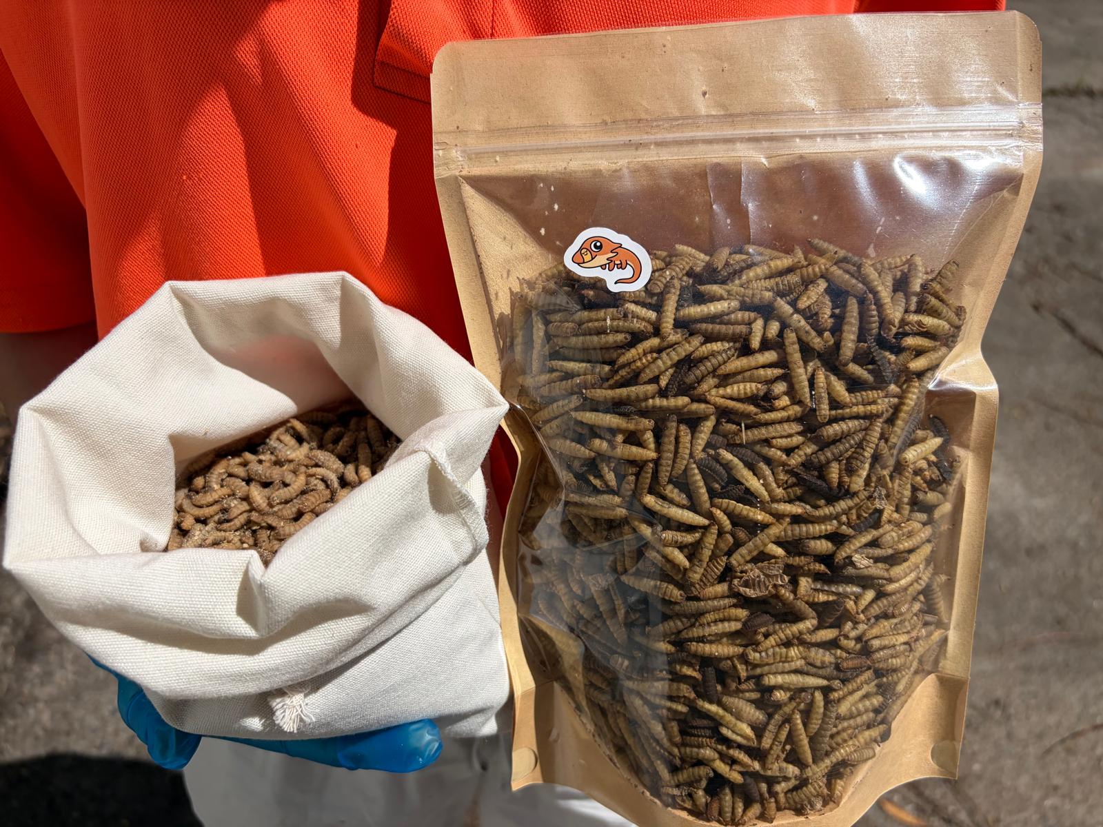 BSFL Value Bundle: 1kg (500g Live + 500g Dried)