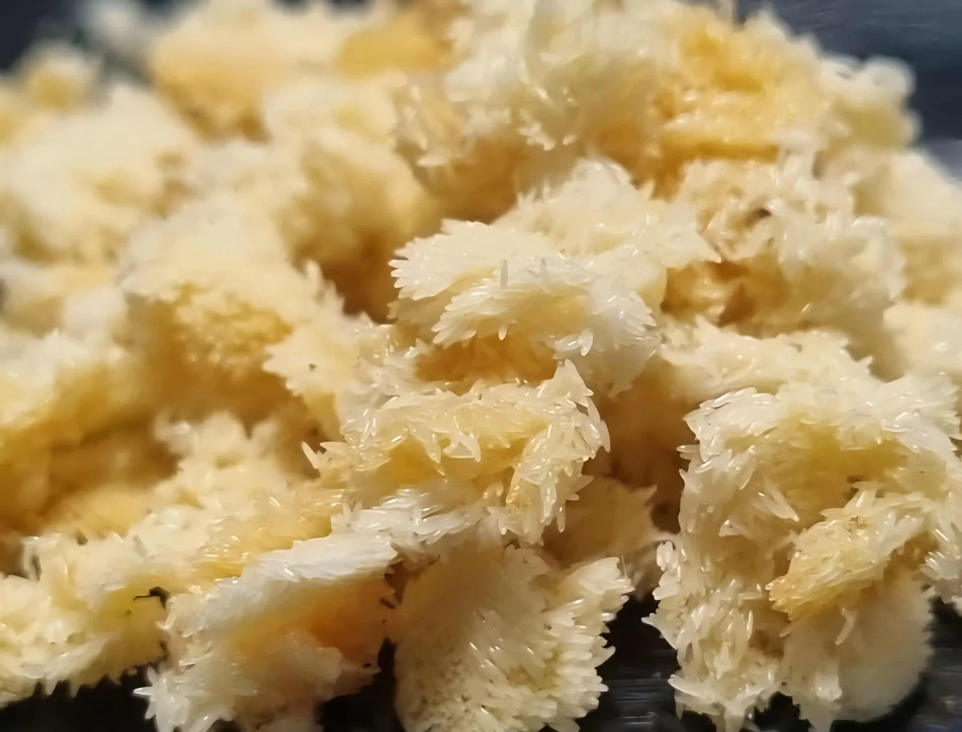 Black Soldier Fly Eggs 1g