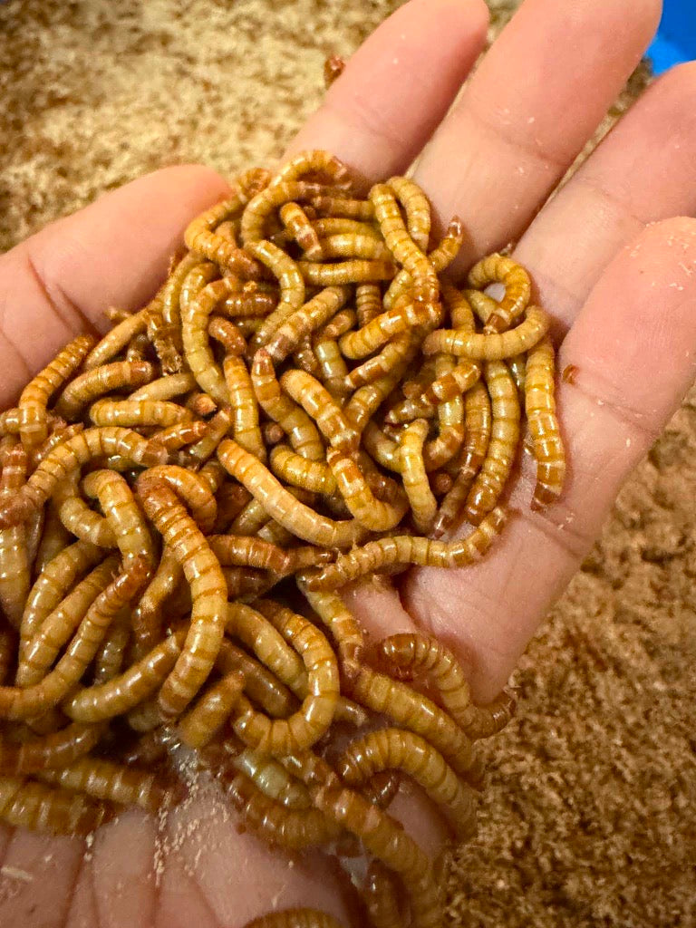 Live Mealworms 500g