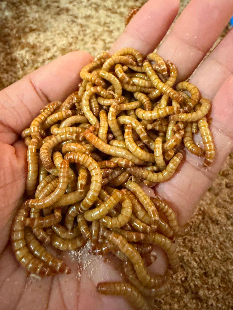 Live Mealworms 1kg