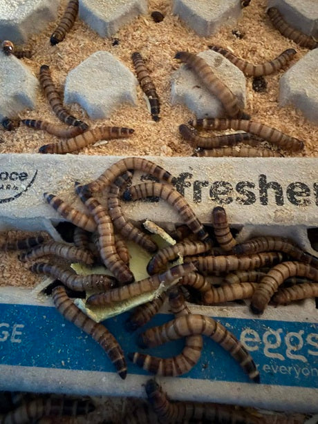 Live Superworms 100g