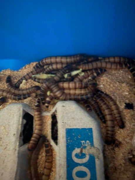 Live Superworms 100g