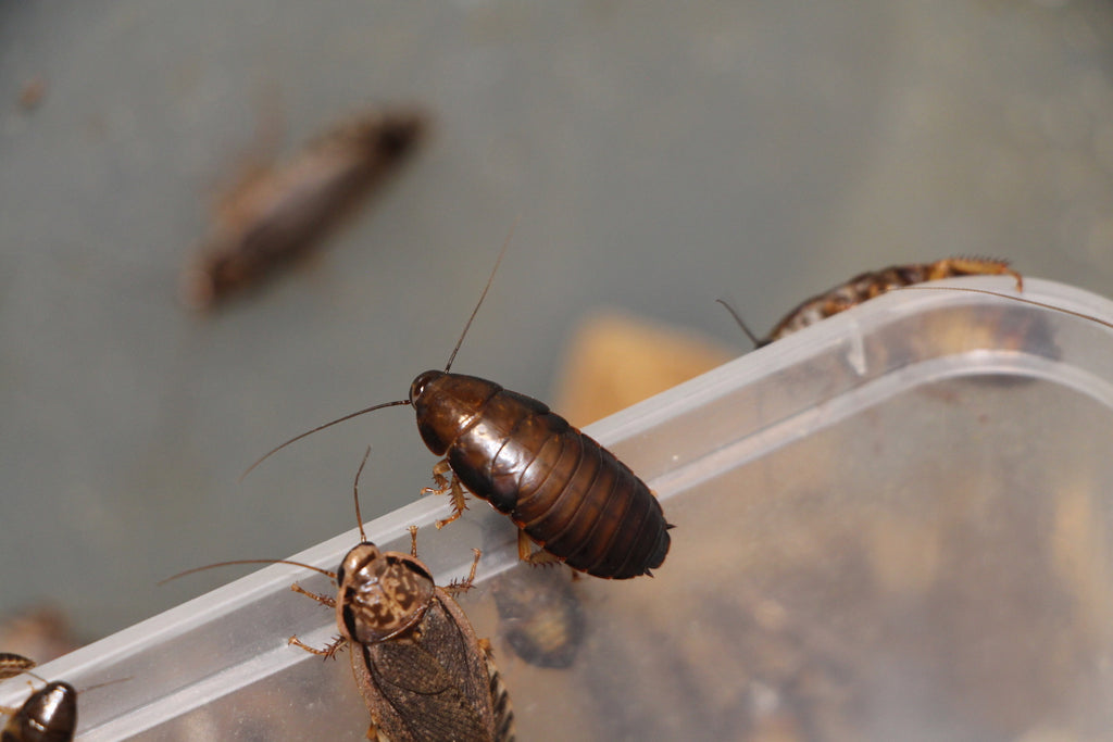 Woodies - Australian Wood Cockroaches (100g)
