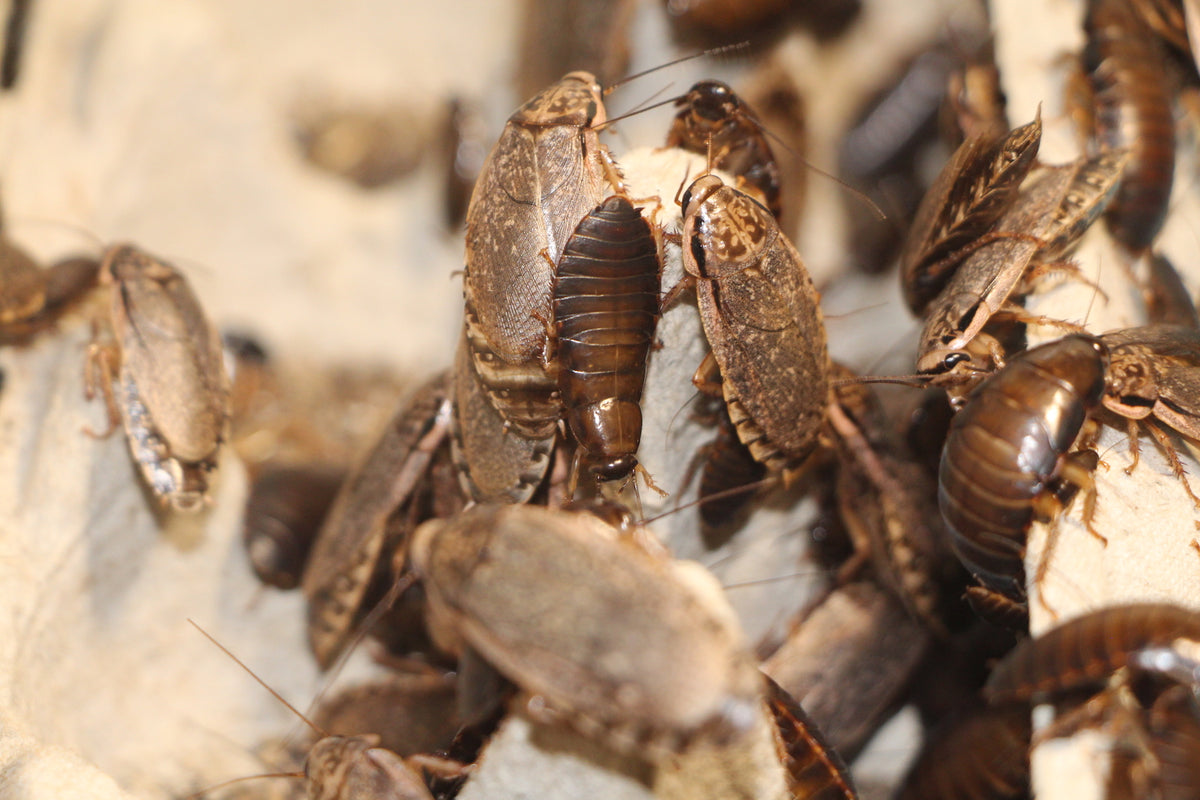 Woodies - Australian Wood Cockroaches (100g) – Larvalicious